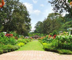 حدائق بينانج النباتية0 (1)