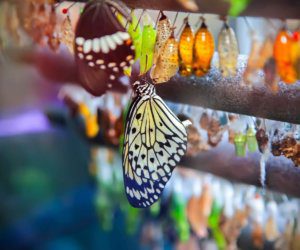 حديقة الفراشات في كاميرون هايلاند3