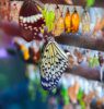 حديقة الفراشات في كاميرون هايلاند3